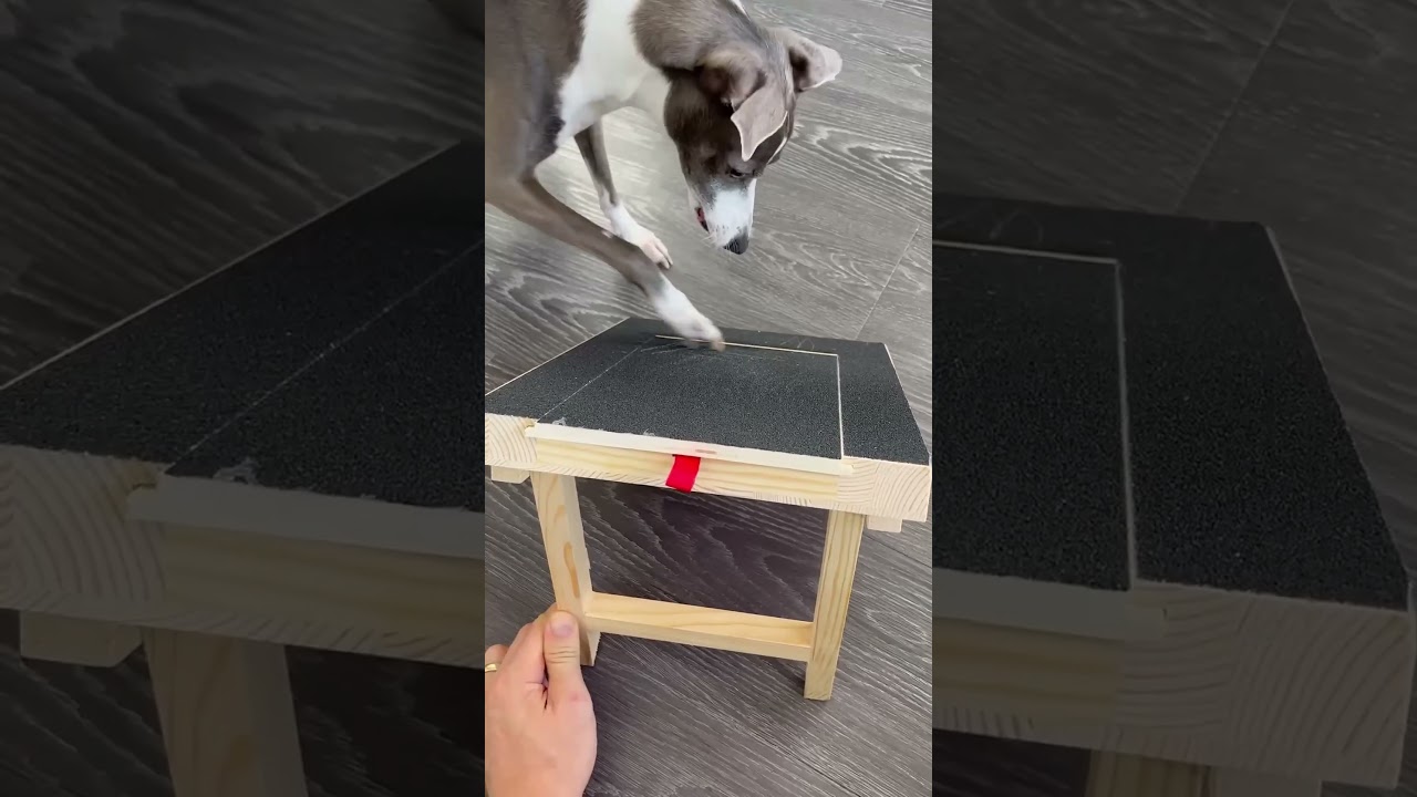 Dog Scratch Board: No Clippers, No Stress! 🐾 #shorts
