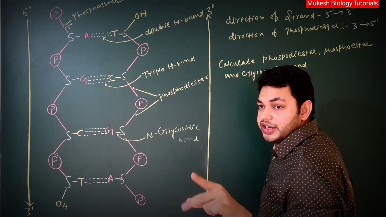 How to calculate phosphodiester, phosphoester and glycosidic bond, DNA structure explained by MBT