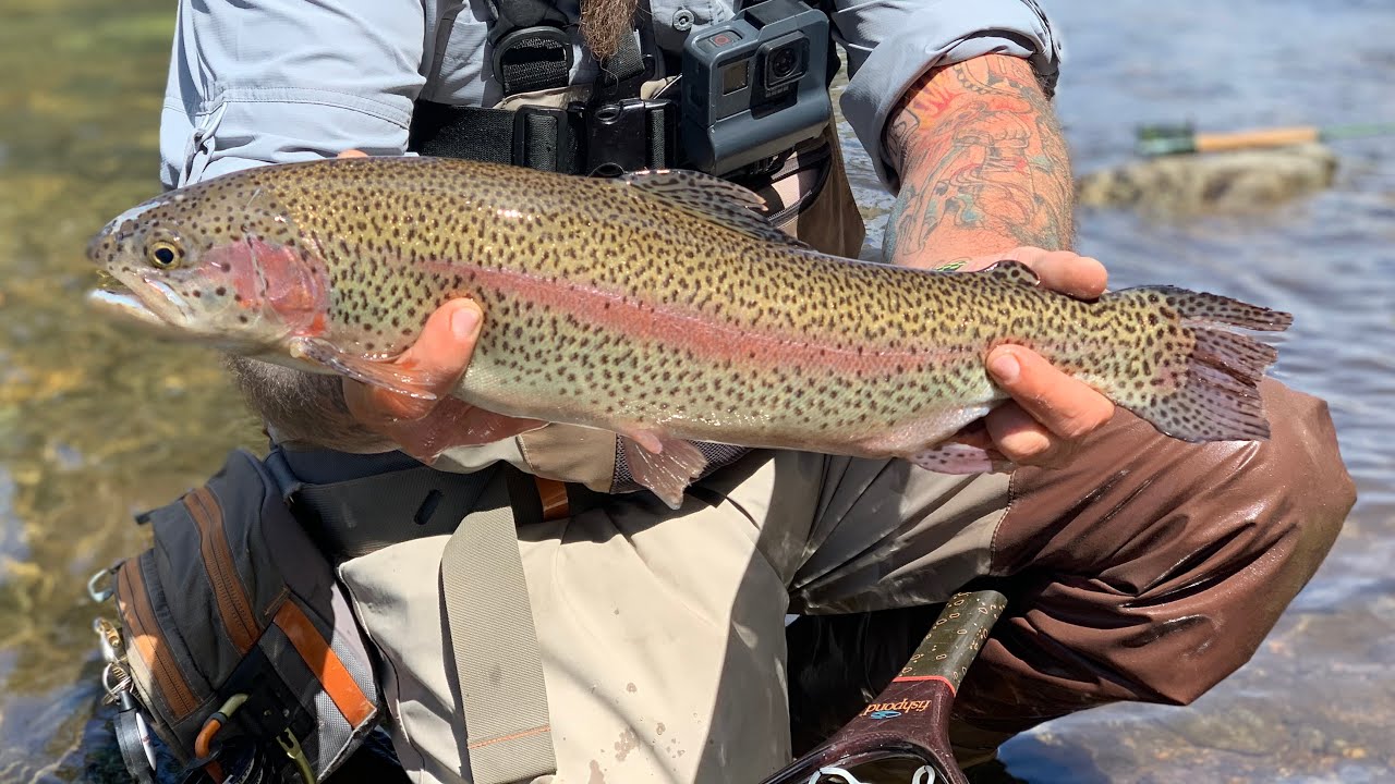 Colorado Fly Fishing: Strong Bows and Beautiful Scenery