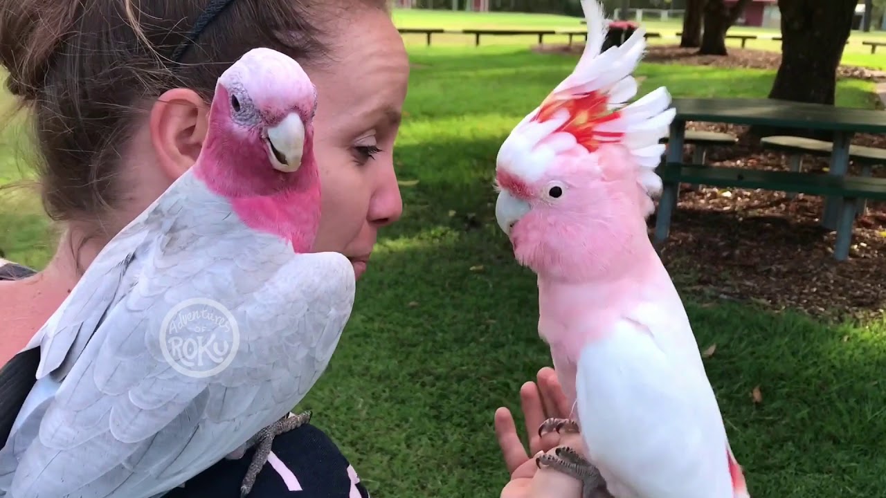 Adventure Time with Birbs 1_3