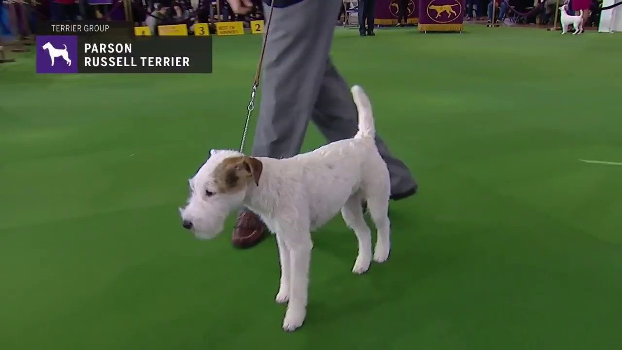 Parson Russell Terriers | Breed Judging 2019