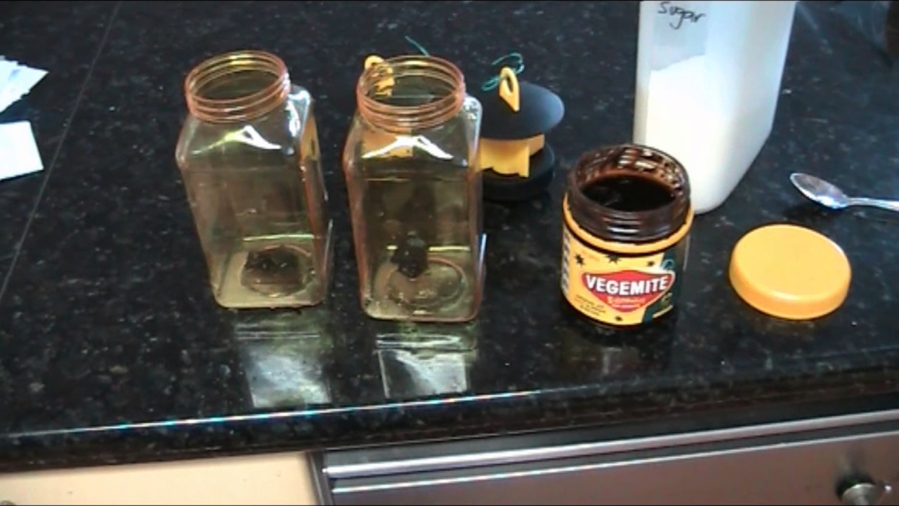 Experimenting with fruit fly traps