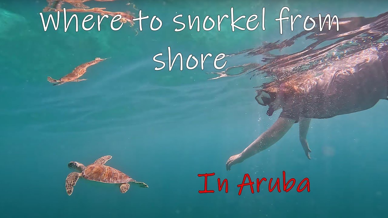 Where to snorkel from shore and see sea turtles in Aruba