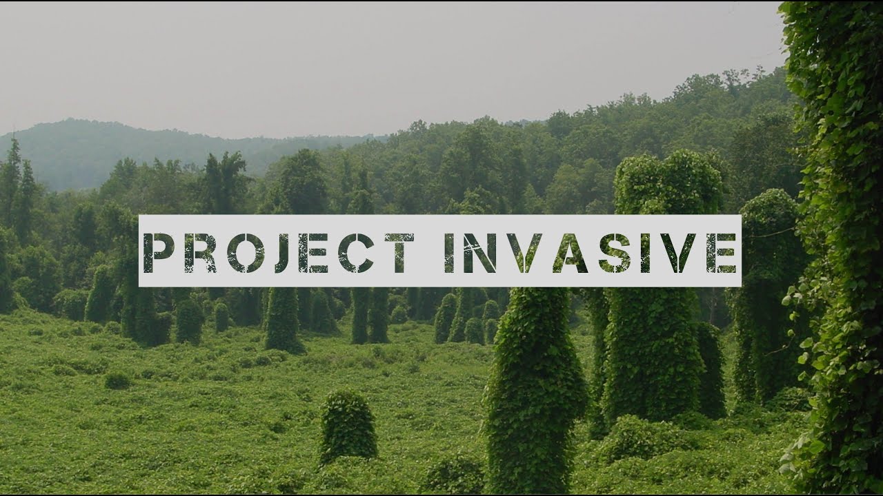 Mapúa University GED110 INVASIVE? (Plants vs Invasive Species).