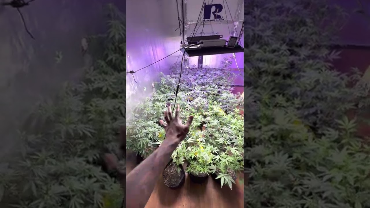 cannabis grow. Week 2 of flower