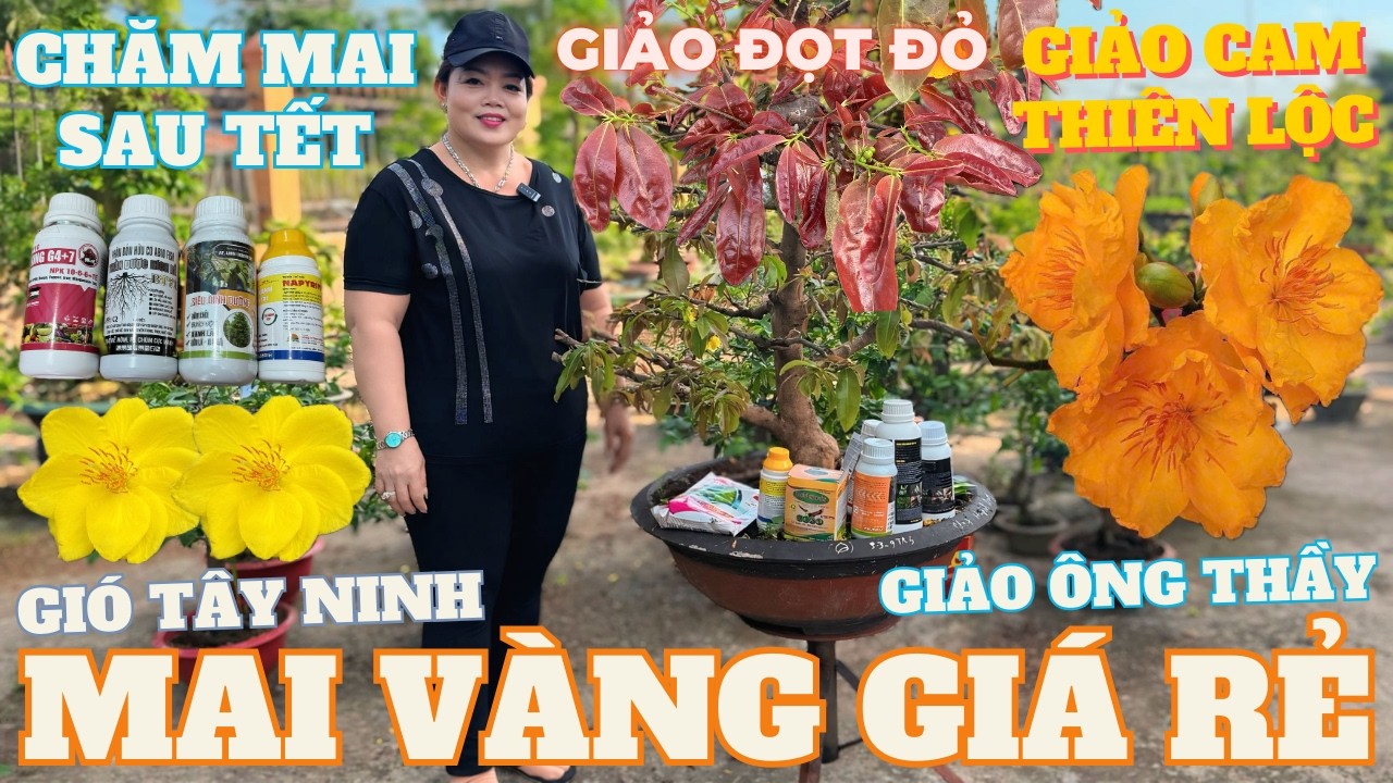 18-03 CHỊ DUNG Giao Lưu Mai Vàng Giá Rẻ, Cam Thiên Lộc, Giảo Ông Thầy, Gió Tây Ninh • THÀNH TRỌNG LÊ
