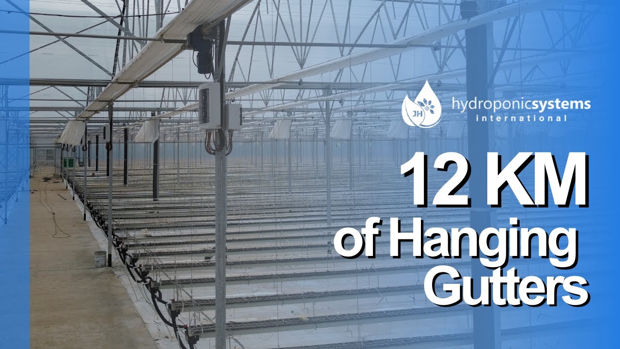12 kilometers of hanging gutters: this is how quality strawberries are produced at maximum yield