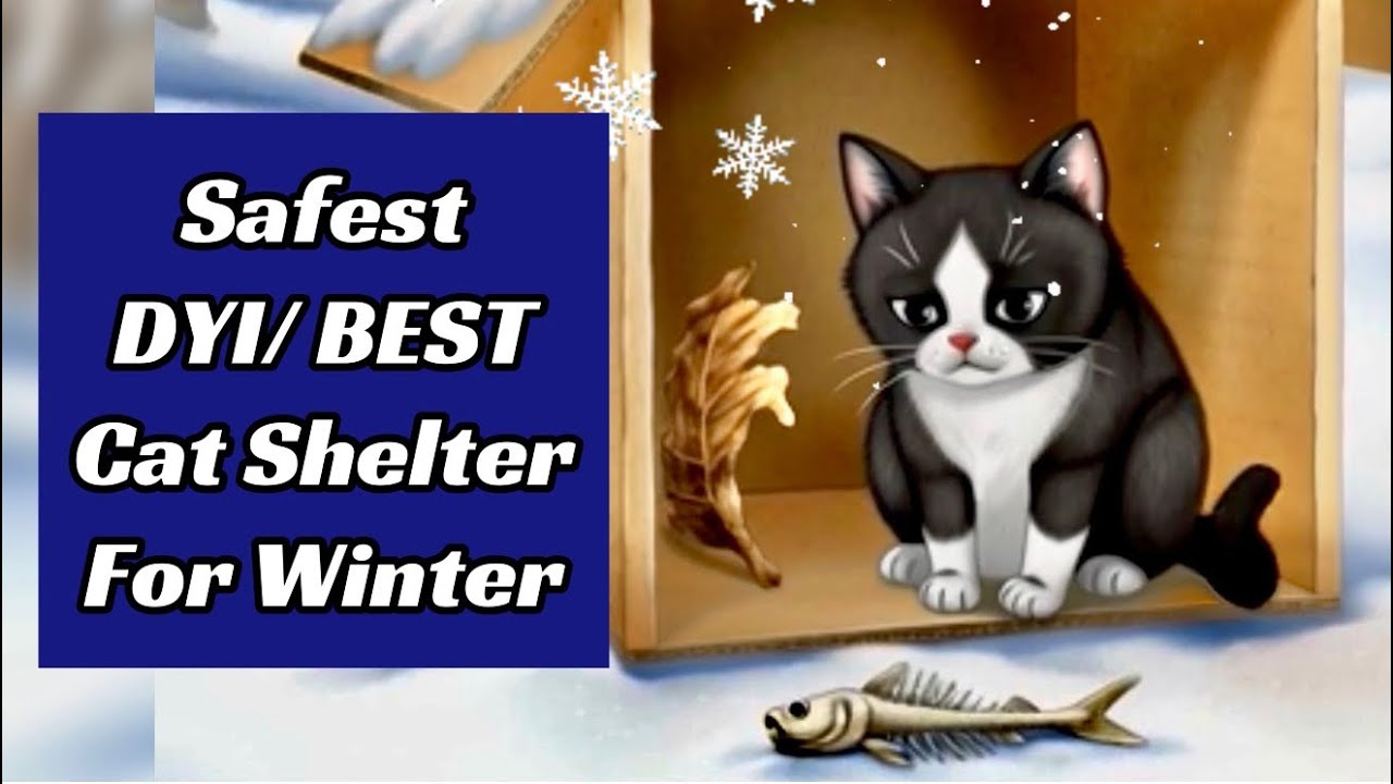 📌➡️ Safest DIY CAT SHELTER  STEP BY STEP 🐈 🏠 Pros - Cons, Complete Instruction 