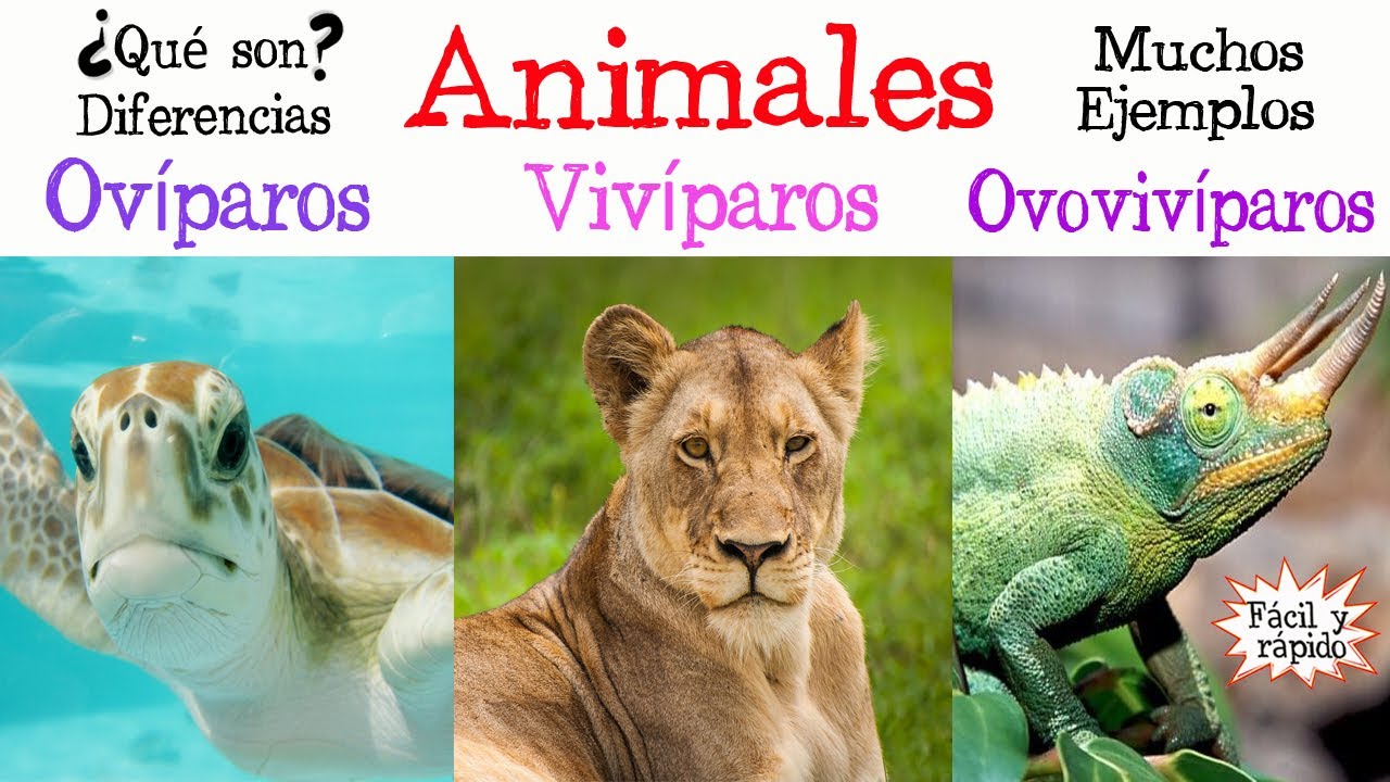 🐝Animales Ov&iacute;paros, Viv&iacute;paros y Ovoviv&iacute;paros🐠  [F&aacute;cil y R&aacute;pido] | BIOLOG&Iacute;A |