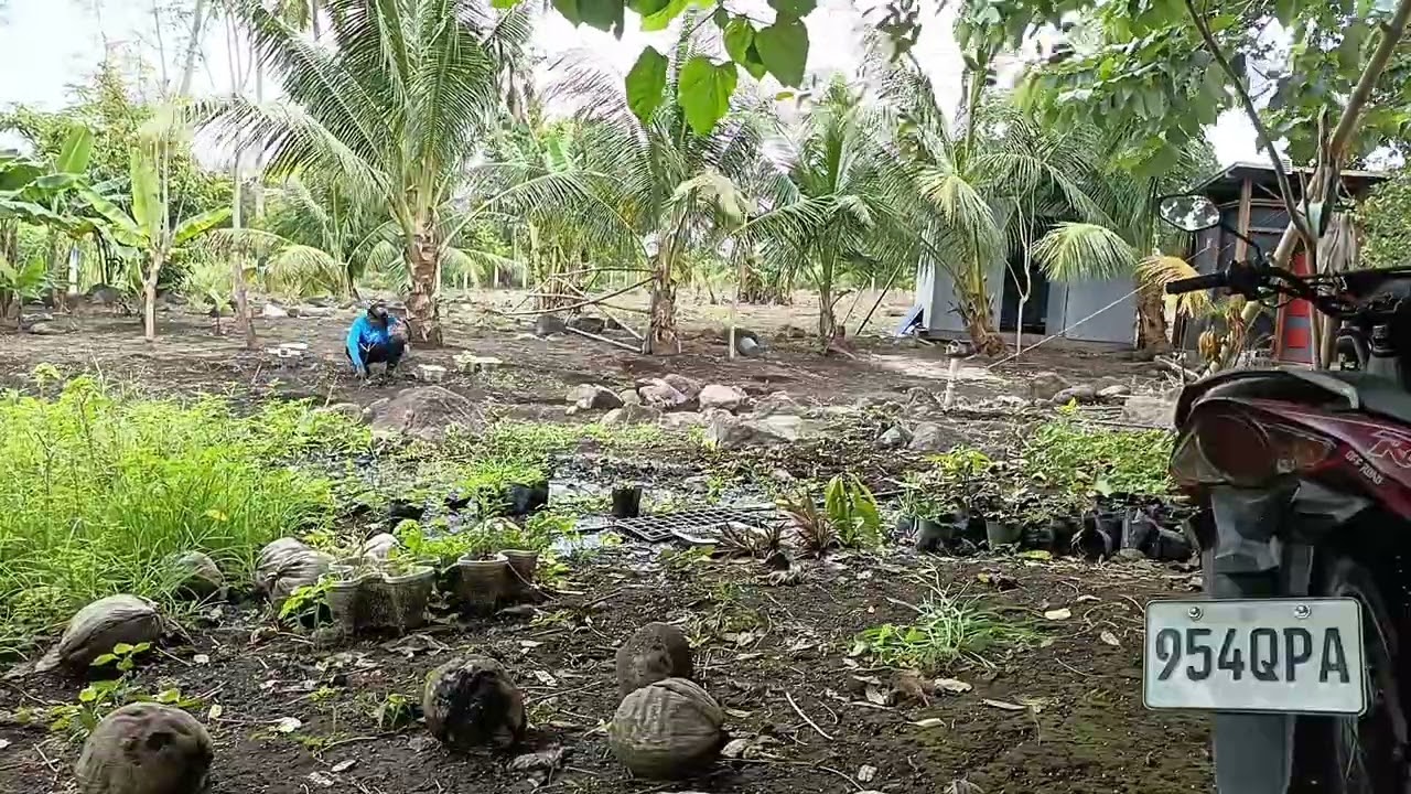 Replanting Papaya, tree house fixing, February 10