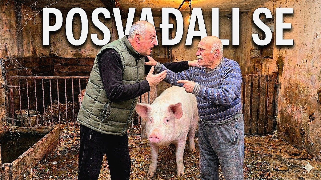 DRAGI HTEO DA STAVI BRNJICU SVINJI! SINČIĆ POBESNEO! *posvađali se*