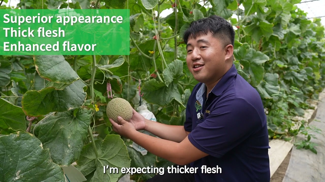 Homeostatic Systemins on Vegetable Crops: Melon - Highlights