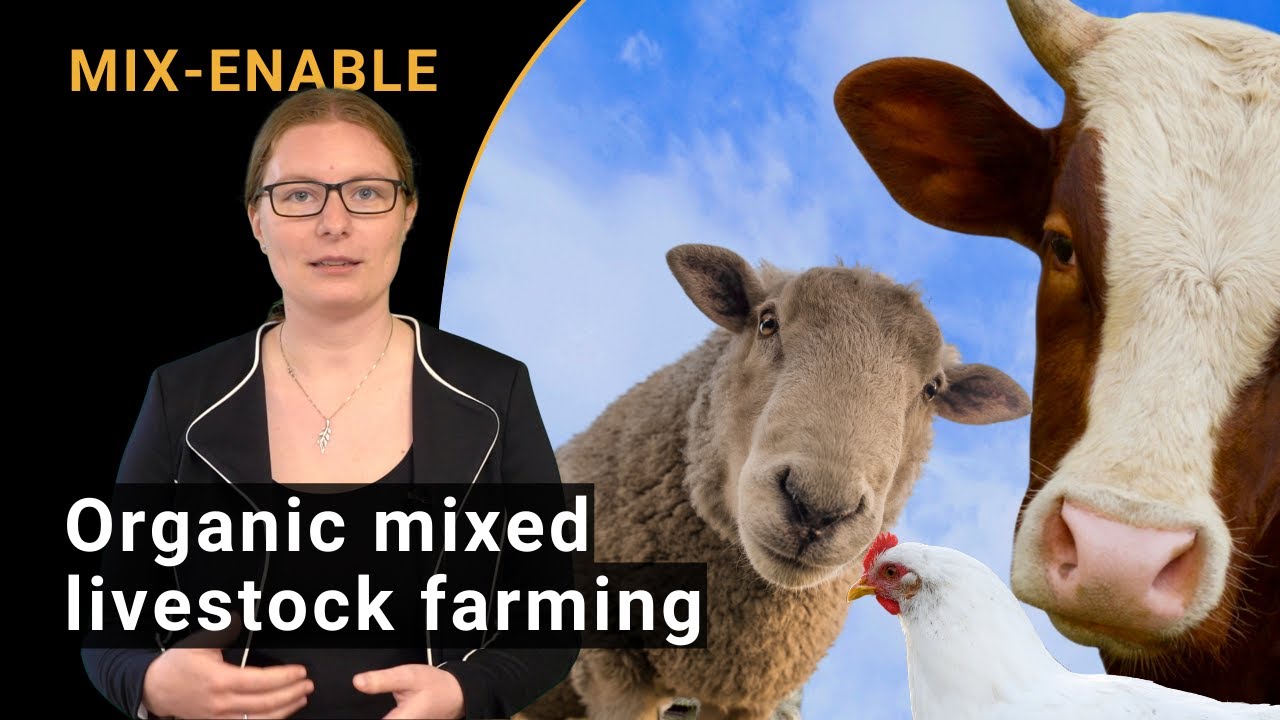 Organic mixed livestock farming - Results of the animal experiments (MIX-ENABLE)