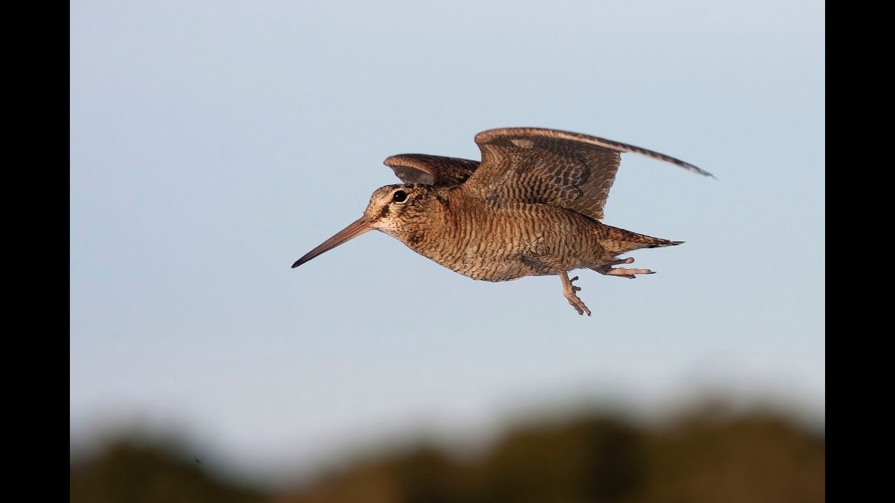 Woodcock on the Black Isle