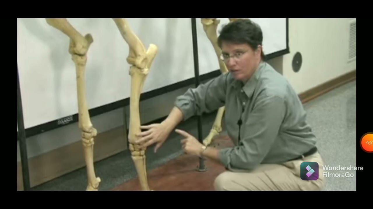 تشريح بيطري حصان الفرقة الأولى الرجل الأمامية 🐎 الترم الأول anatomy fore limb اول سكشن اناتومي عظم
