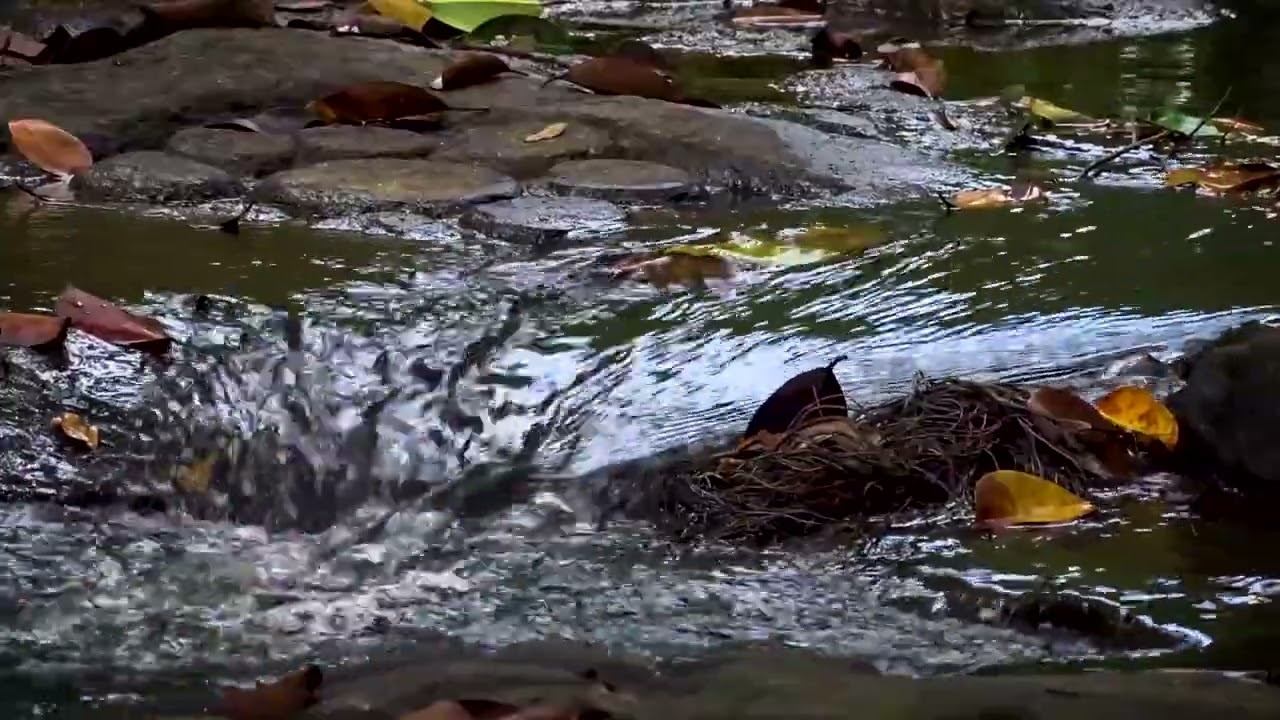 Relaxing Nature Sounds: Flowing Stream for Sleep, Meditation & Stress Relief