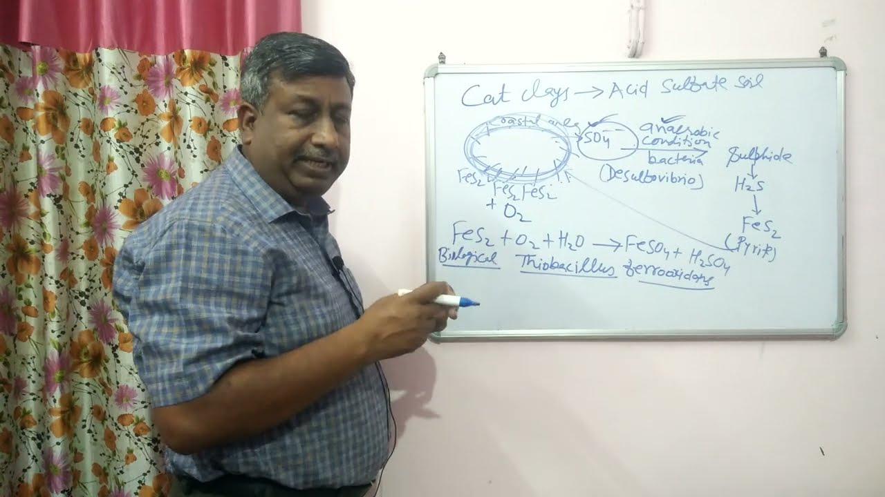 Acid Sulphate Soils (Cat  Clays)