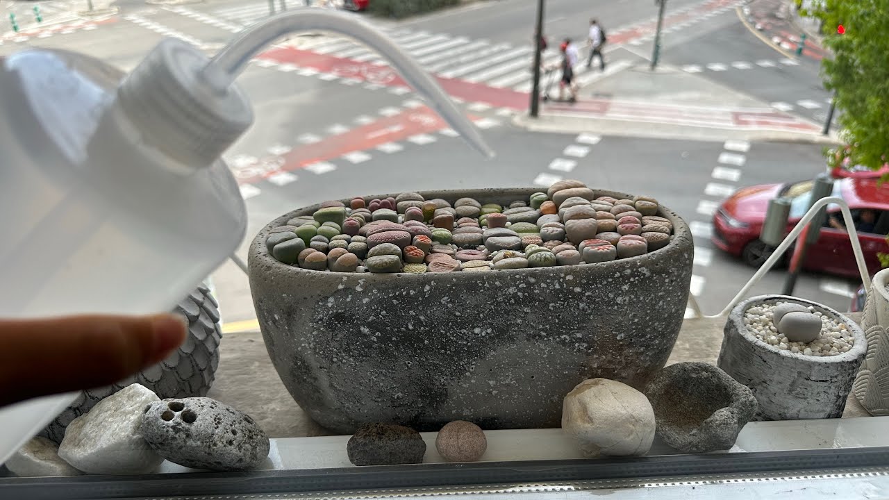 Литопсы/ Lithops. Как я поливаю литопсы ОСЕНЬЮ 🍁. 21.09.2023.