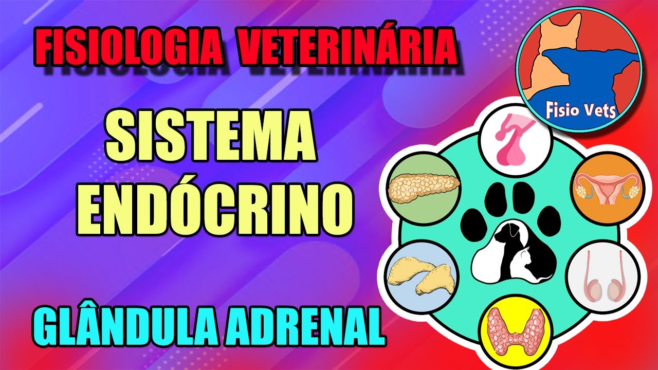 Fisiologia da glândula adrenal - Sistema endócrino - Medicina veterinária
