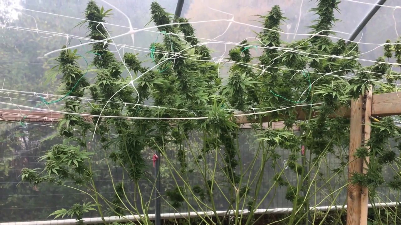 OG Kush day of Harvest