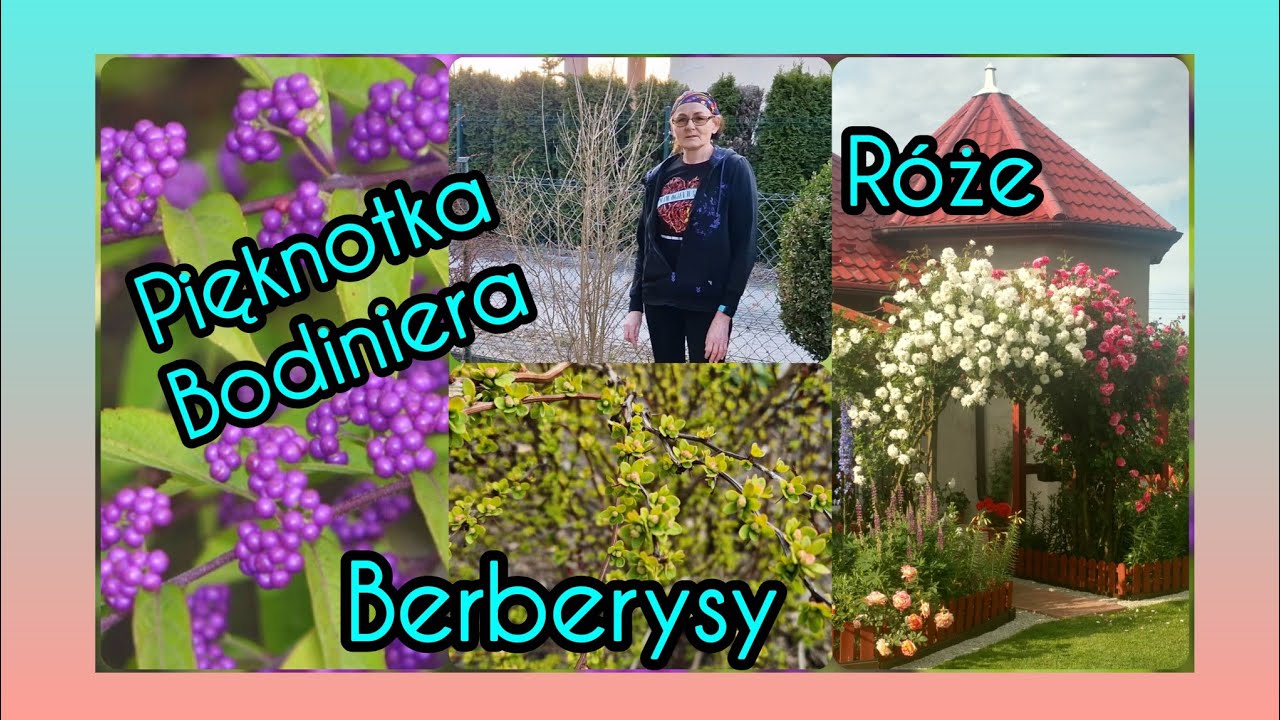 Pięknotka Bodiniera, berberysy, róże - CIĘCIE 18 marzec 2026.