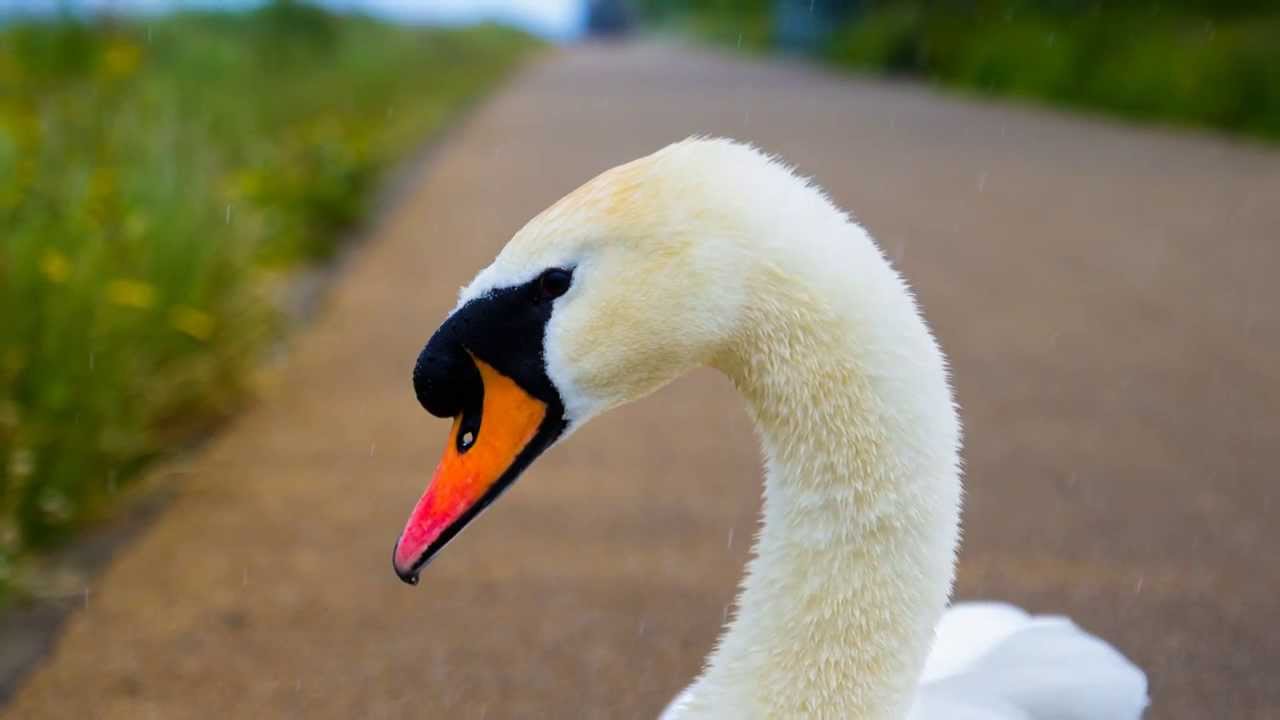 &Eacute;ire: Some animals I found on the way. (RTImagine Ireland Photography)