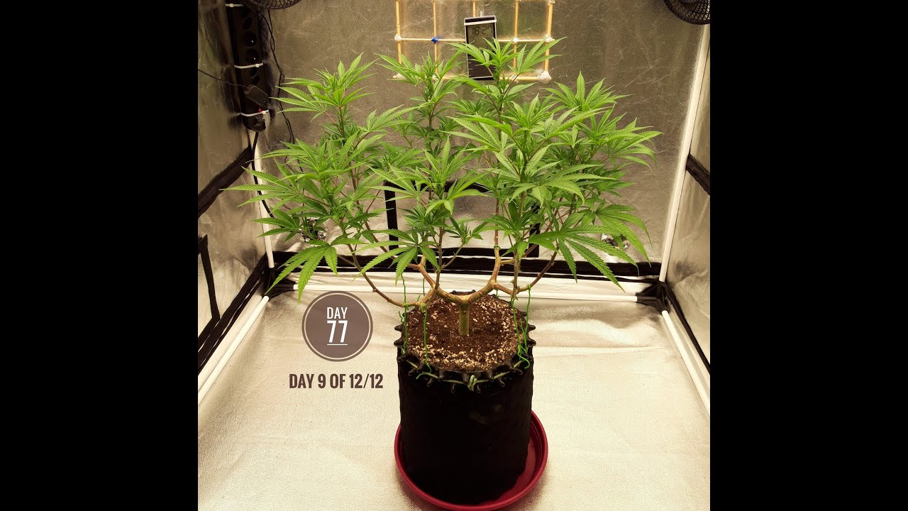 Main lining 8 Cannarado Genetics - Chocolope