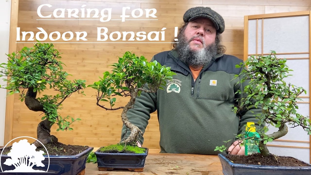 Уход за комнатным бонсай — Greenwood Bonsai