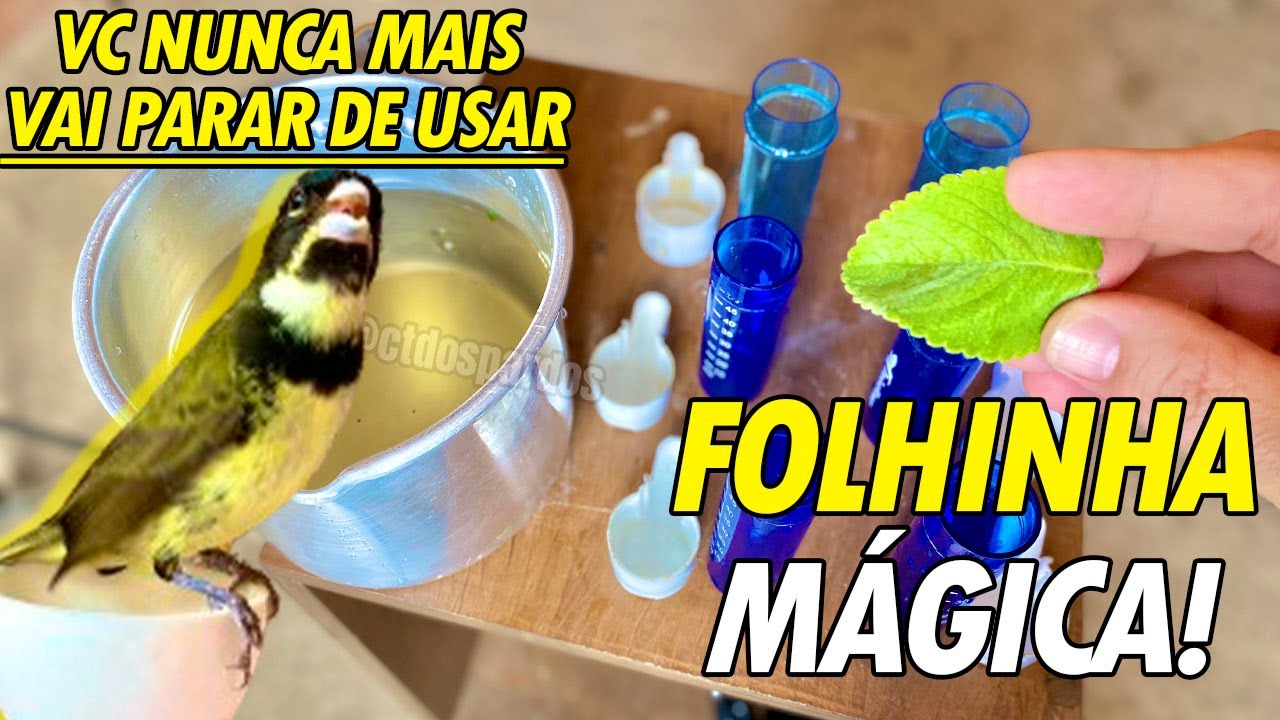 FOLHINHA MÁGICA QUE VAI LEVANTAR SEU COLEIRO PAPA-CAPIM