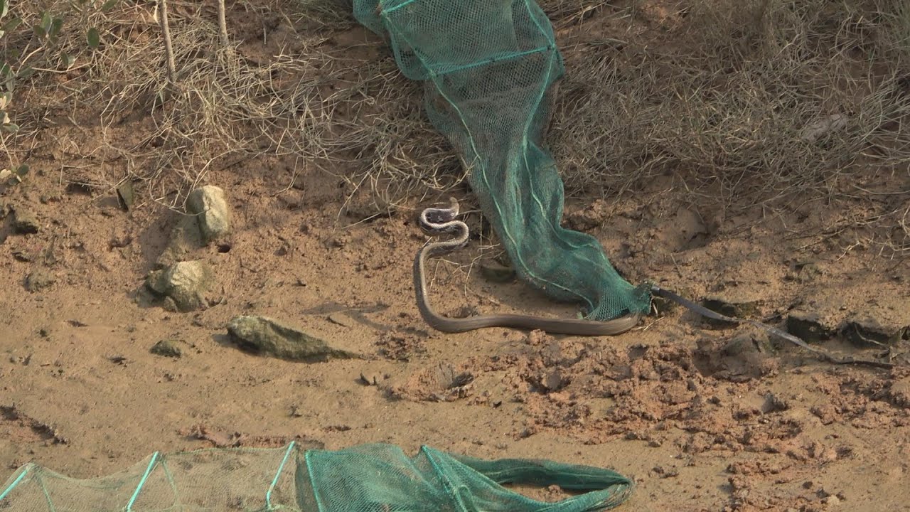 一米多长的蛇被困网里，小池冒着生命危险去救它，却遭猛烈攻击