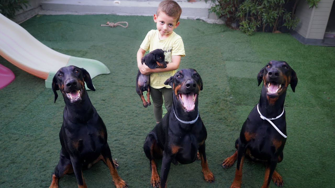 ✅ | VloG 761 | Bienvenido a La Familia | vecino acaba con DENUNCIA X M4LTR4TO ANIMAL x  meterse