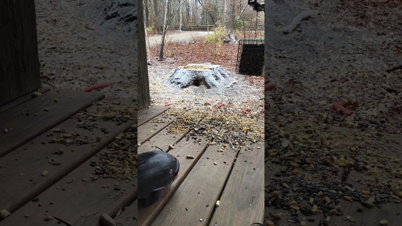 Ice Takes Over… But the Squirrels Stay Calm ❄️🐿️