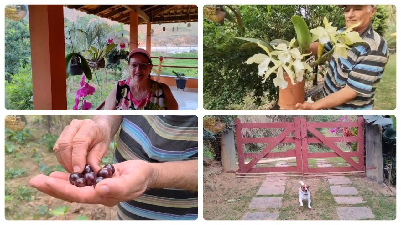 PASSEIO NA RO&Ccedil;A COM FRUTAS E COLHEITAS #recantosossego #mariaeromildo #vidanaro&ccedil;a #j&uacute;lioJos&eacute; #pet