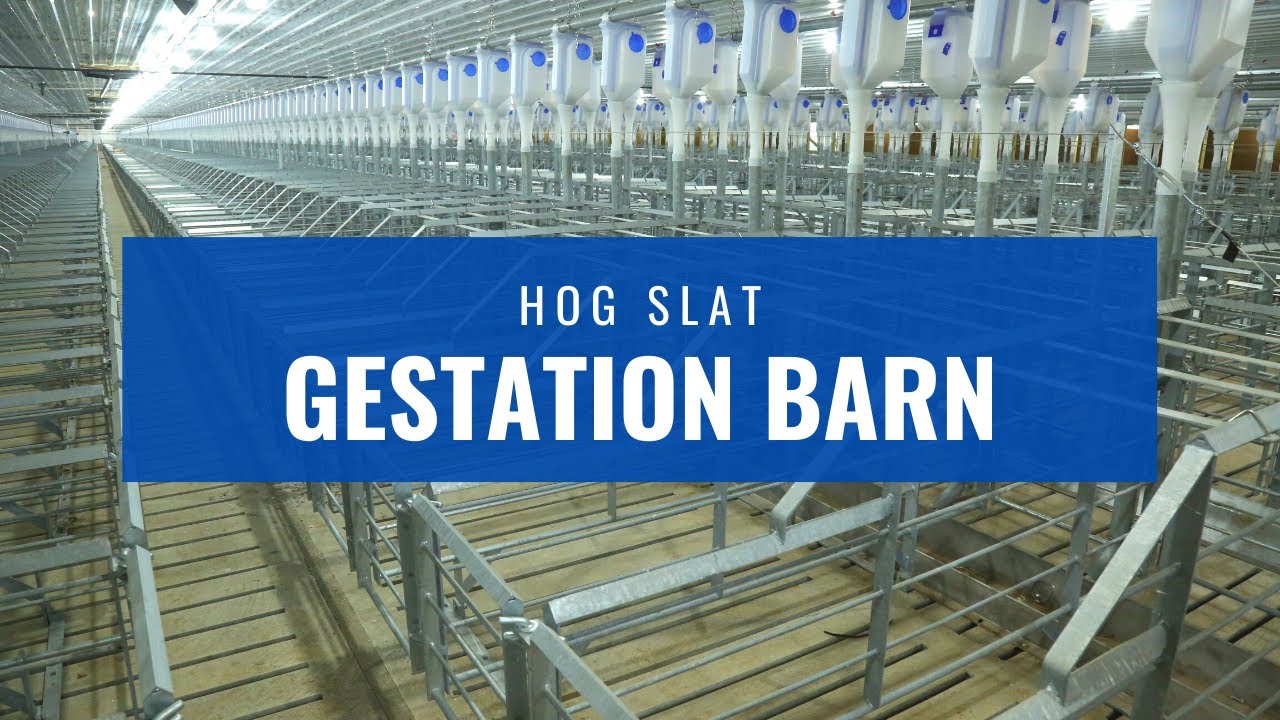 Gestation Barn