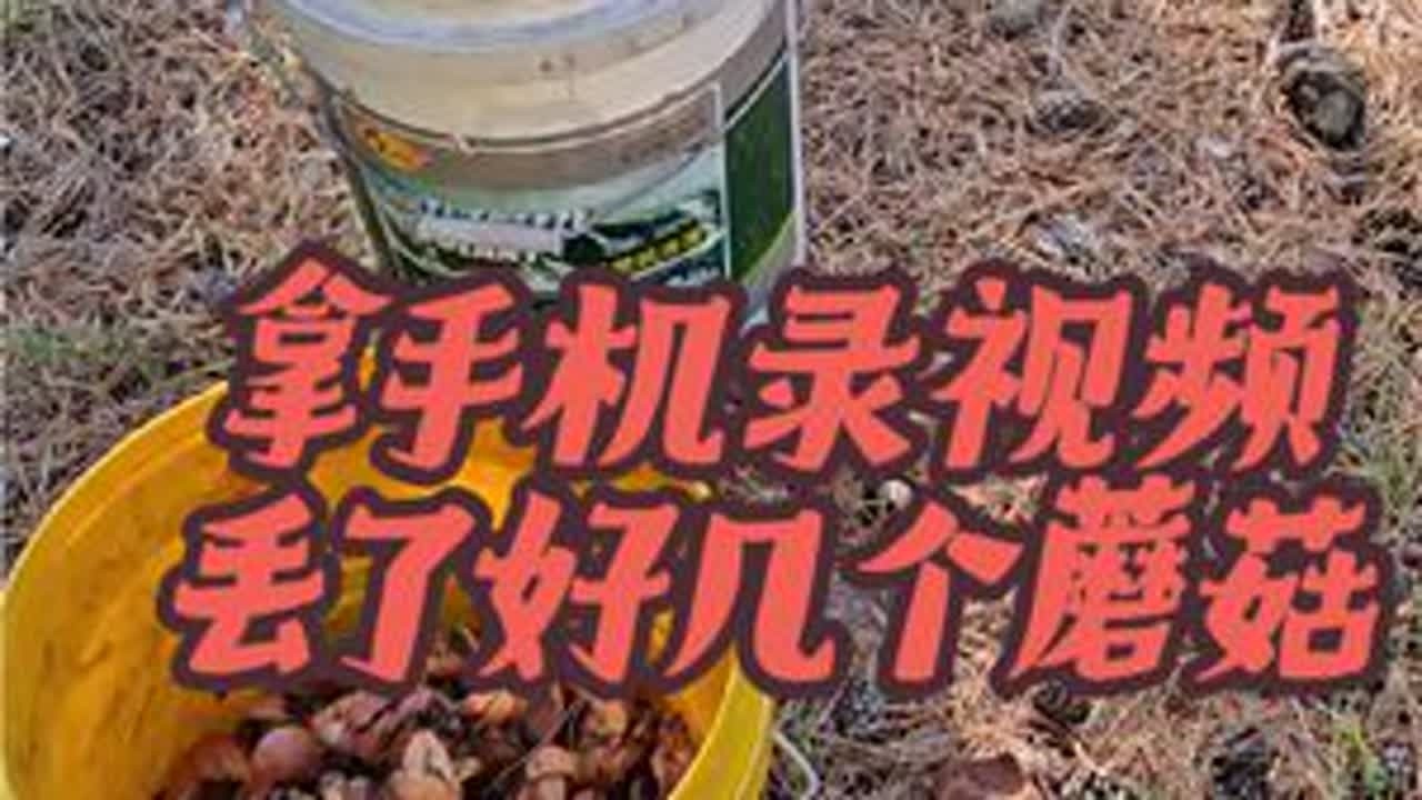 #捡不完根本捡不完 #上山采蘑菇 #大自然的馈赠 #捡不完装不下 #野外真实拍摄