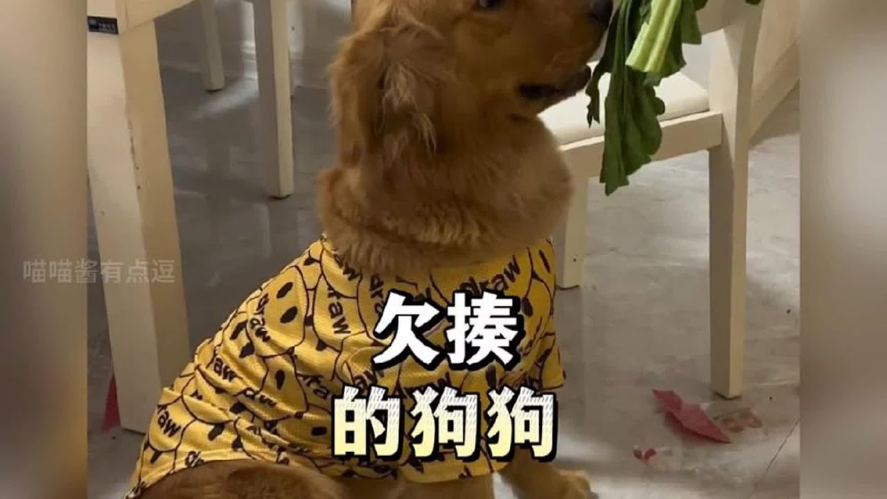 狗子护食的正确操作方法，揍完后眼神清澈了许多。#欠揍的狗子