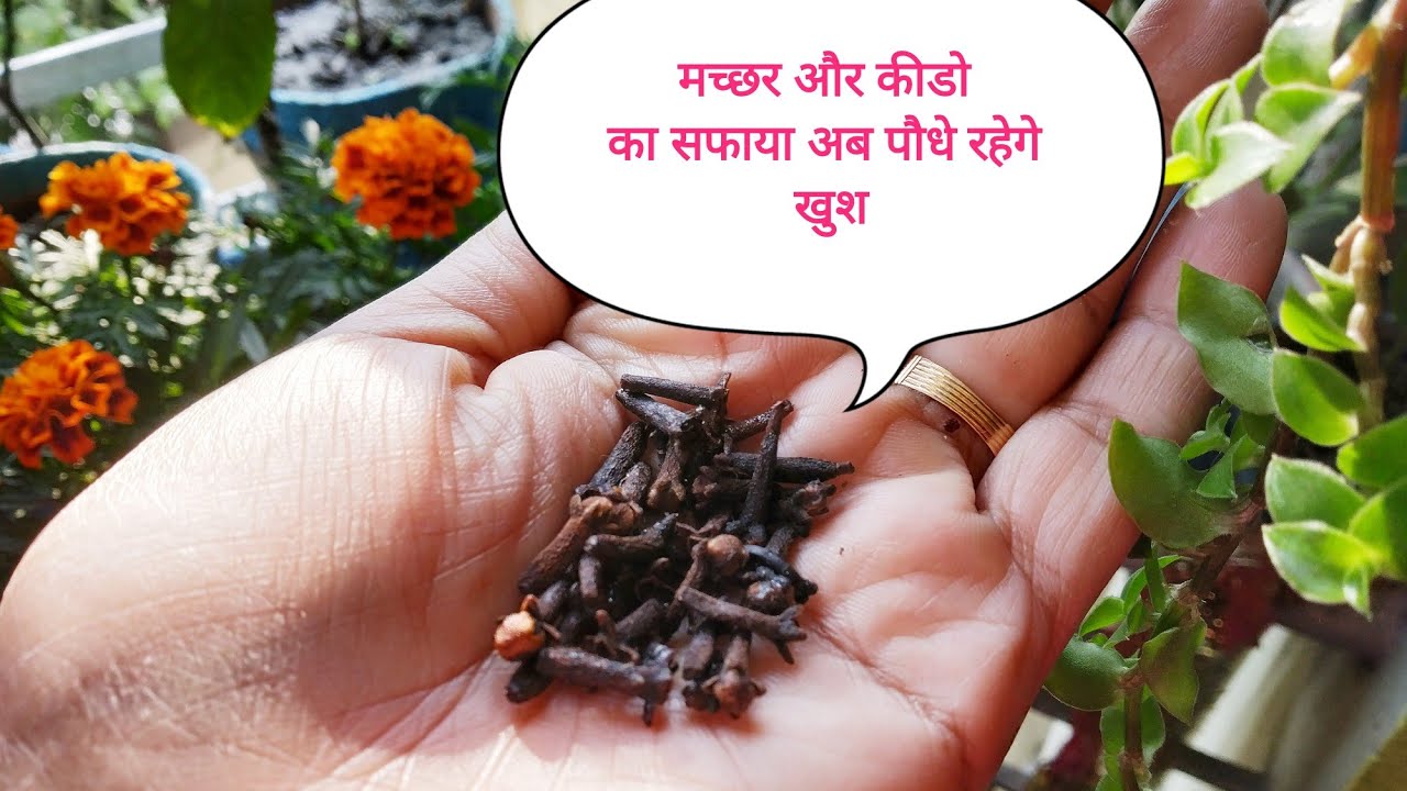 पौधो के लिये उपयोगी चीज हमारे घर मे...एक चीज काम दो Organic Pesticide
