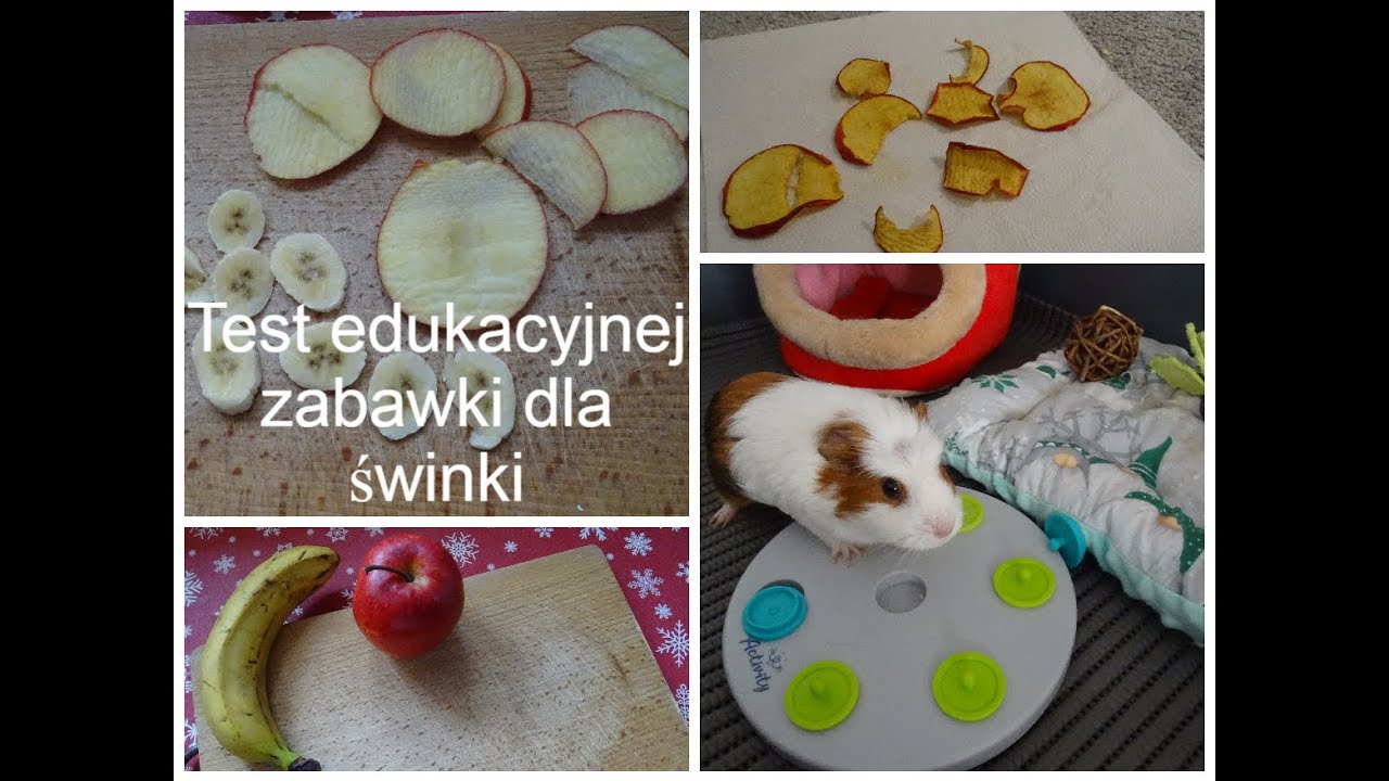 DIY przysmaki dla świnki morskiej plasterki suszonych jabłek prosty przepis 🍎🐷#świnkamorska