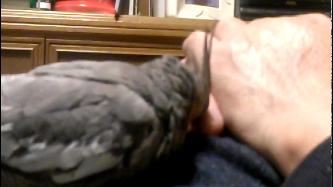 オカメインコ☆　かきかき してほしいなぁ...