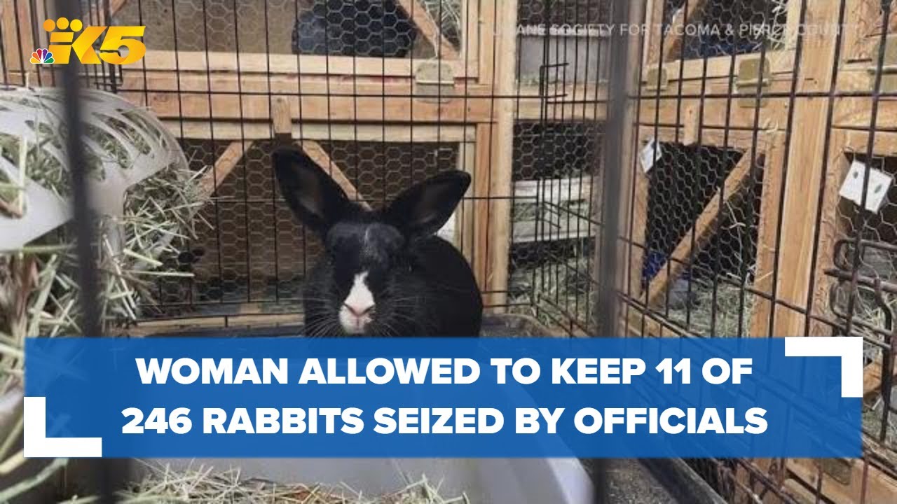 Pierce County woman allowed to keep 11 rabbits after hundreds were seized from overwhelmed rescue