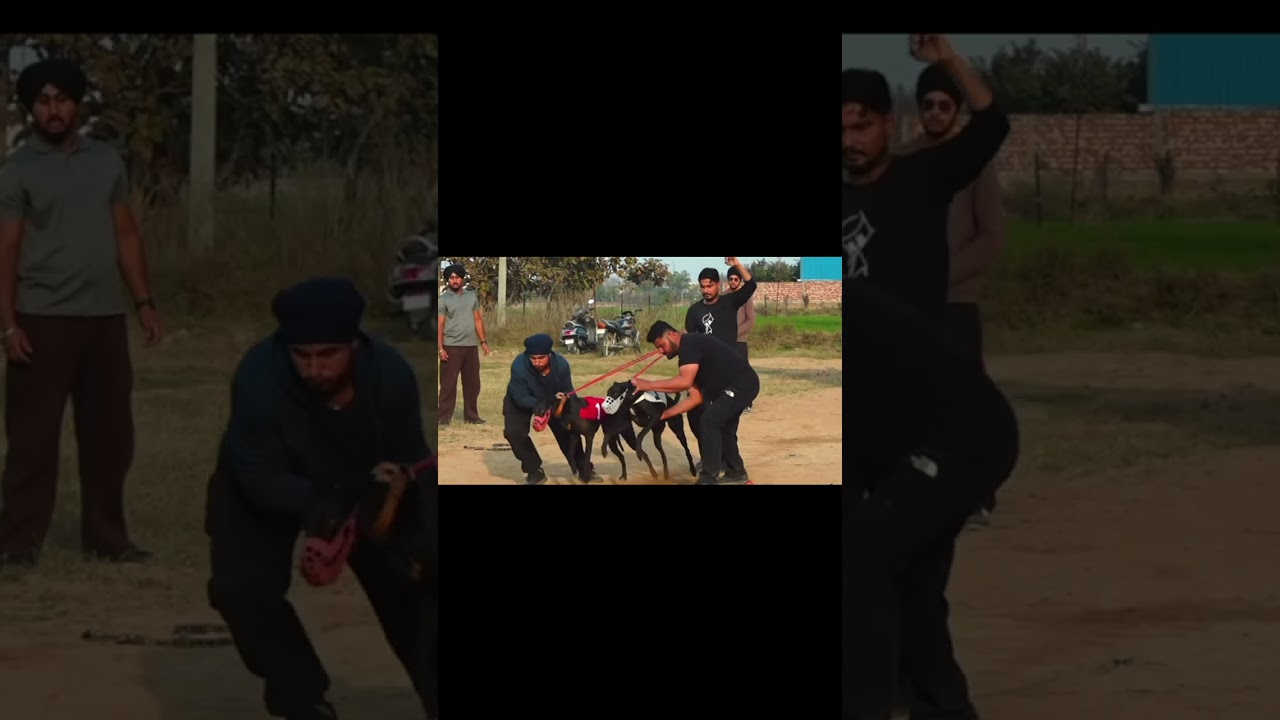 ਬਲੈਕ ਸਨੇਕ ਦੀਆ ਟੋਪ ਦੀਆ ਰੇਸਾ ਪਿੰਡ ਪਮੋਰ 