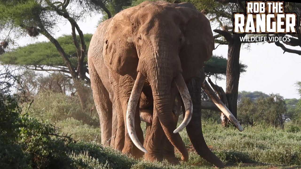 Amboseli Super-Tusker Elephant Craig And Friends | Zebra Plains Safari