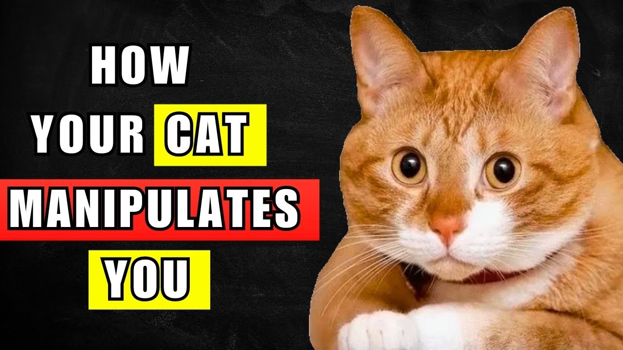 7 Highly Effective Techniques Your Cat Uses To Manipulate You
