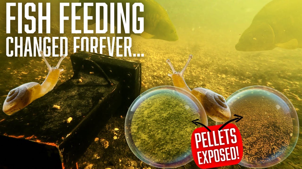 We Tested Fish Pellets Underwater and This Happened!