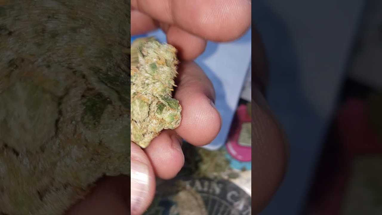 Cookies Colorado Blanco Cheetah Piss 🐆 ⛽ 🔥