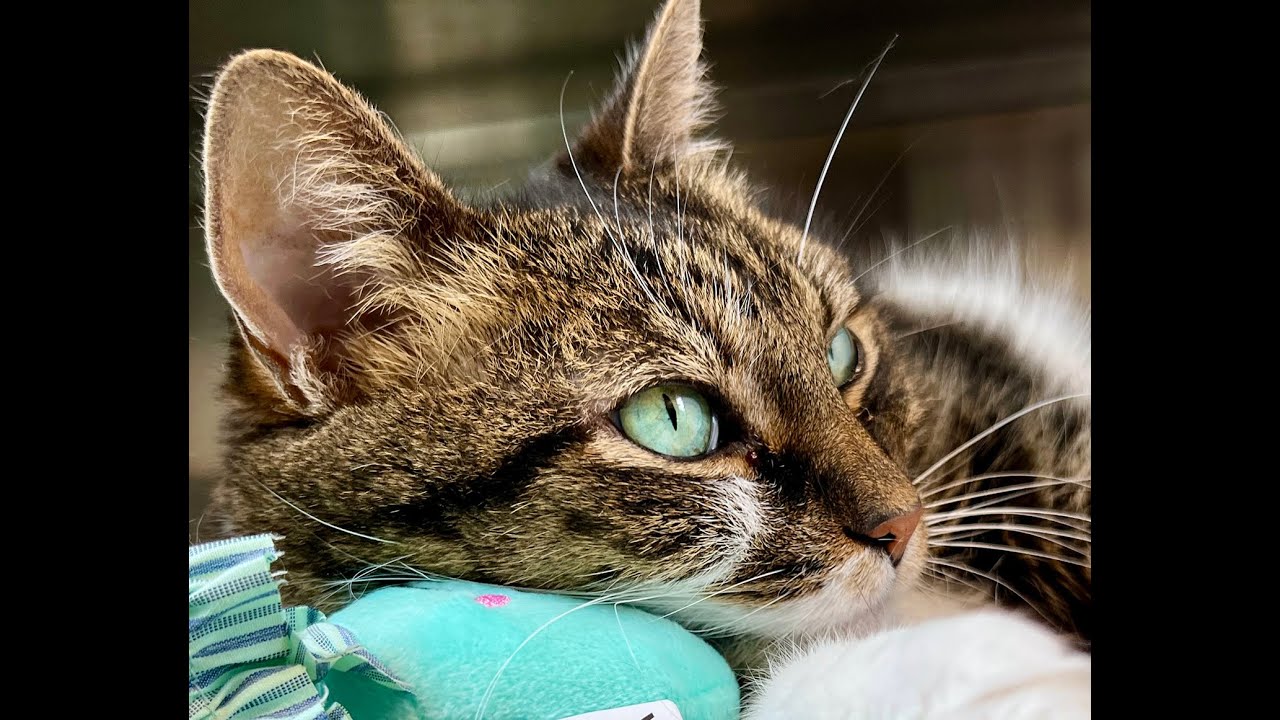 Evie - Adoptable Cat at Brown County Humane Society