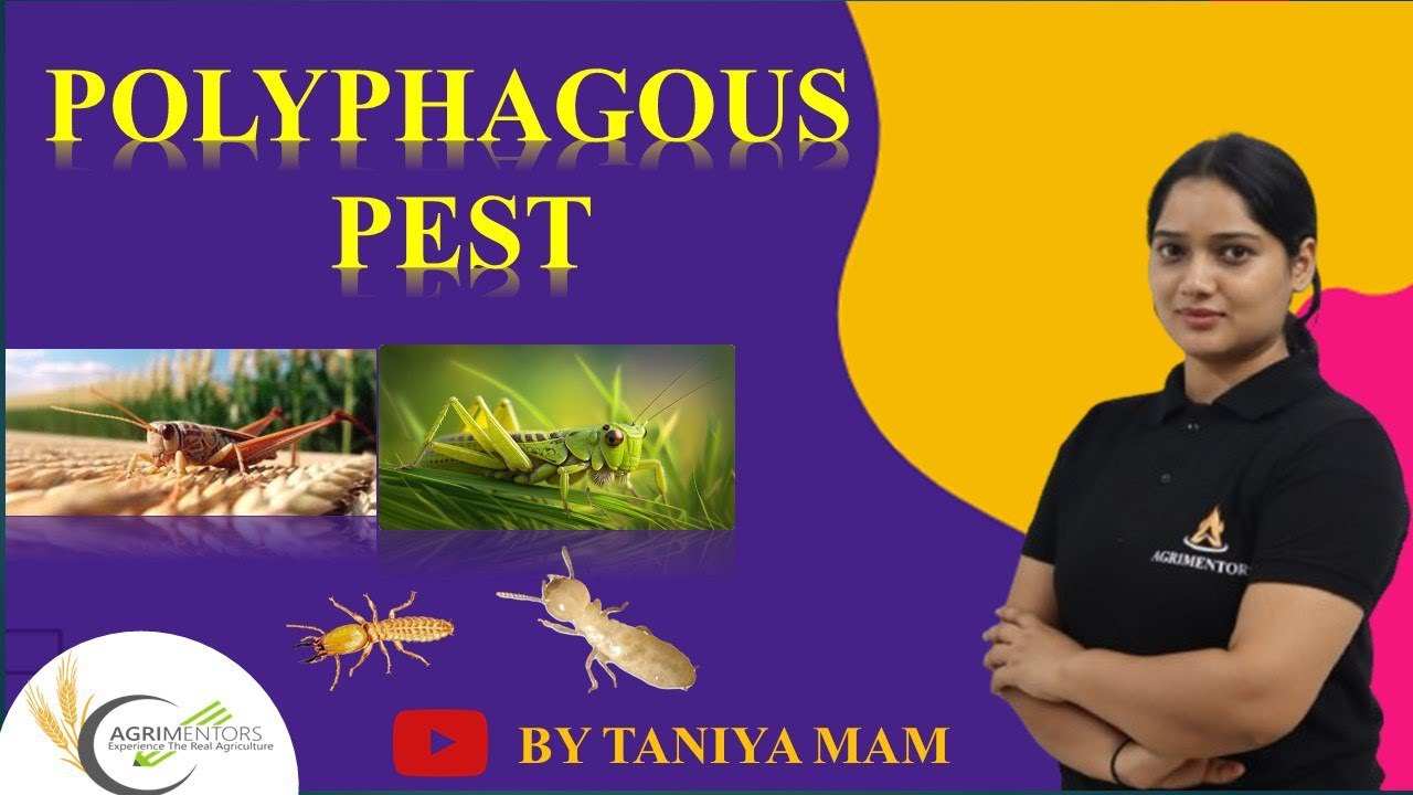 Polyphagous Pest | Entomology