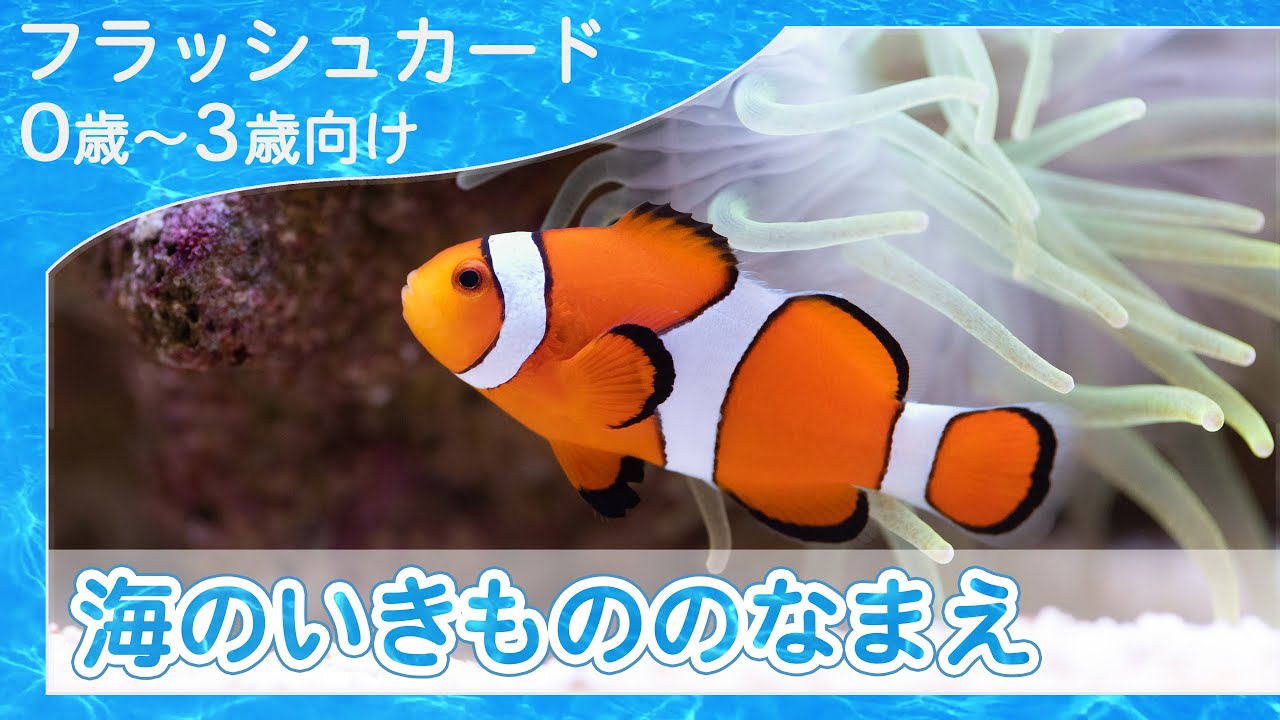 【海の生き物の名前4K】0歳から始める知育フラッシュカード