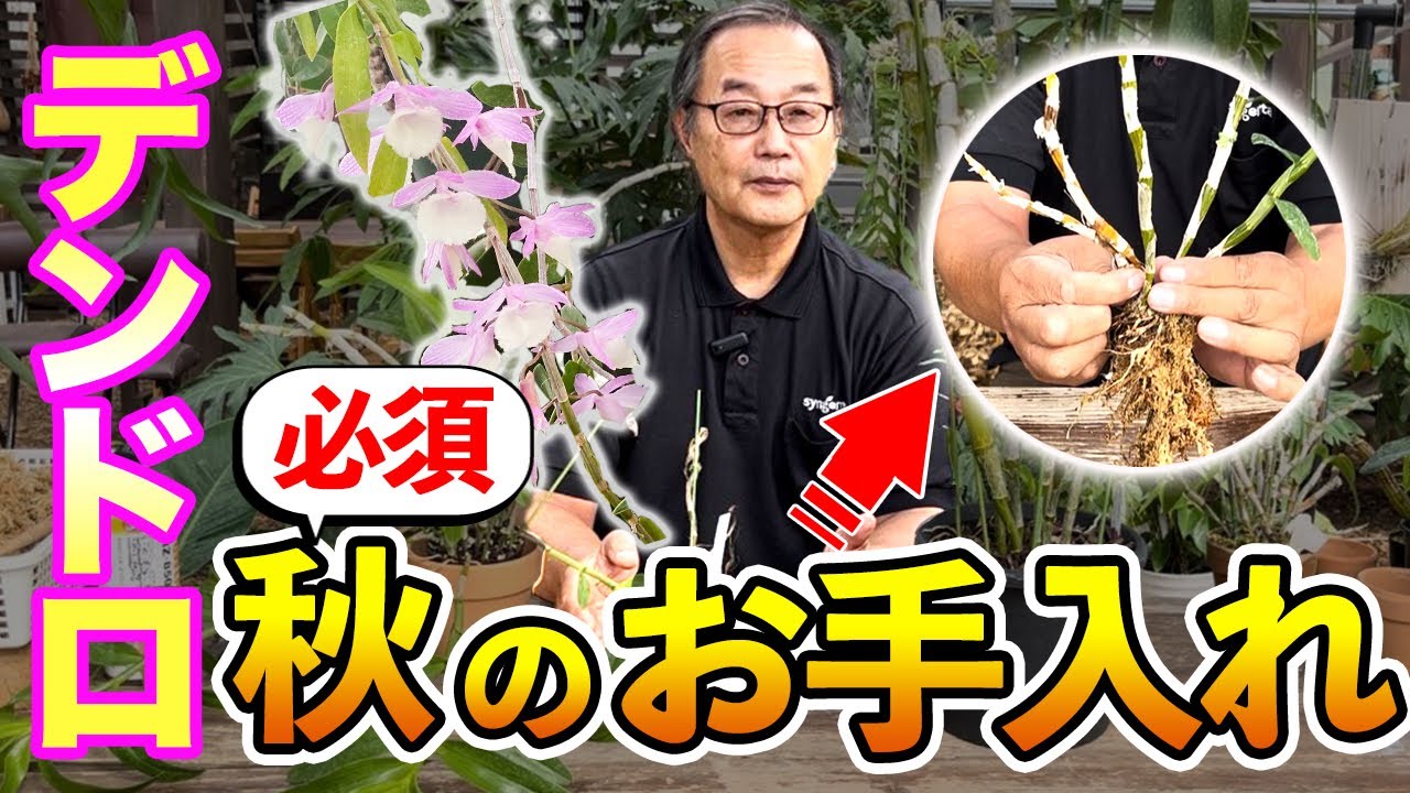【デンドロビューム】今が重要なお手入れ時期！デンドロビューム 秋の管理方法を解説します。[Dendrobium] Autumn care method@seedpot368  #sheathch