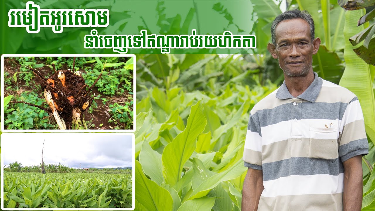 កសិករនៅអូរសោម ដាំរមៀតរាប់រយហិកតា សម្រាប់នាំចេញទៅឥណ្ឌា